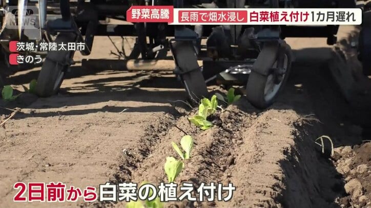 2日前からハクサイの植え付け