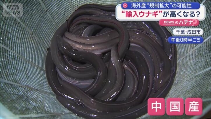中国産のウナギ