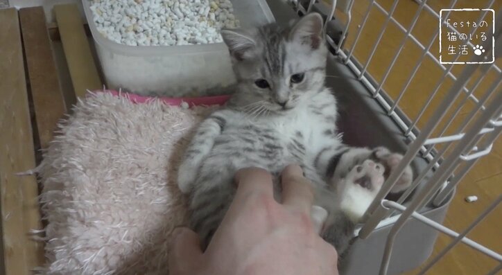 猫「お姉ちゃんって呼んでもいい…？」 姉妹のドキドキ10日間を放送決定