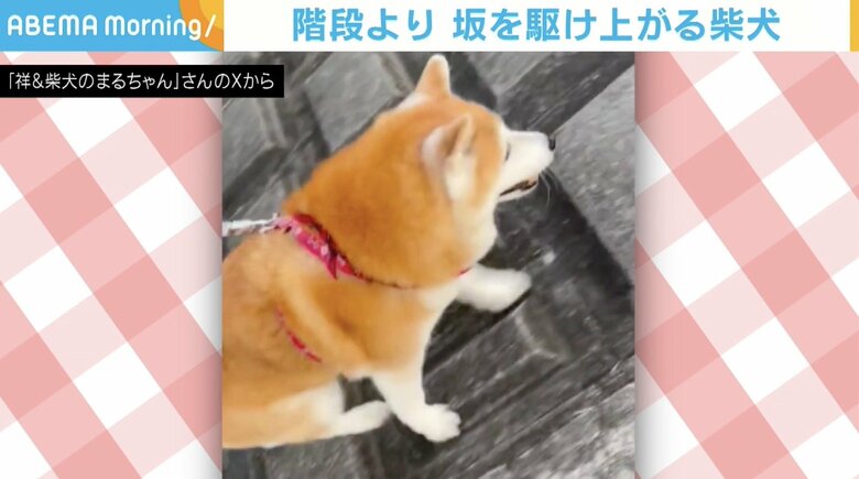 階段使わず…急な坂をスイスイ駆け上がる柴犬に「大変そうなのに！」「壁をのぼるのワイルドで可愛い」など称賛の声