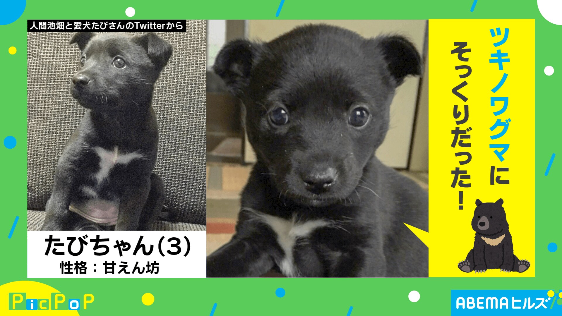 嘘じゃん 犬じゃん 3年前についた嘘が発覚した 面白エピソード が話題 国内 Abema Times