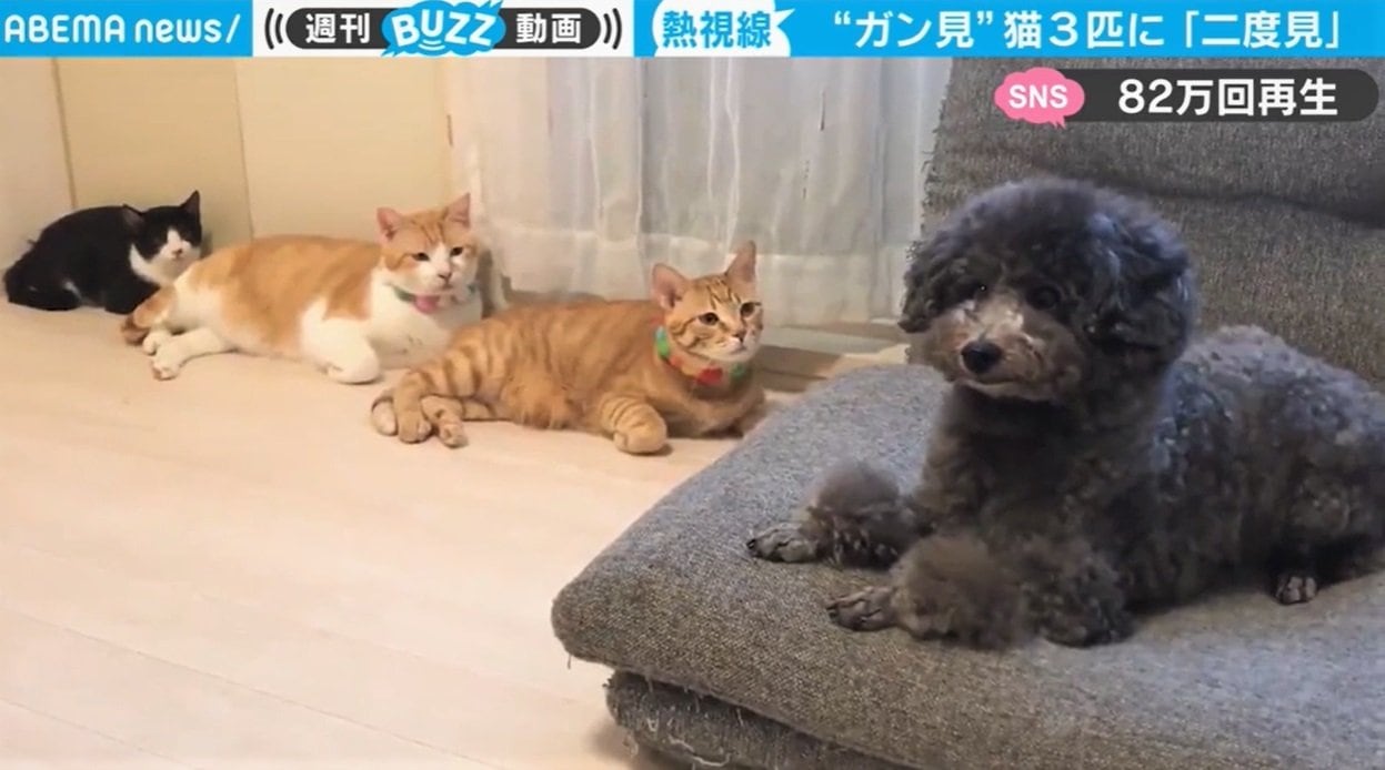 えっ ワタシ ３匹の猫に睨まれた犬が思わず二度見 猫たちの見事な隊列も話題 芸能 Abema Times
