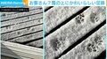 雪に残った小さな足跡 夜中の訪問者に「可愛い肉球」「漫画みたいにきれいな足跡」と反響