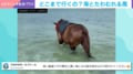 泳ぐ気満々だったのに…海へ一直線に進む馬が見せた“まさかの反応”に「可愛いなぁ～ 優しい時間が流れてる」癒しの光景が話題