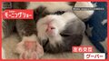 とてもキュート!前脚グーパーするネコちゃん 夢の中でもしちゃうニャン なぜ?