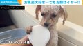 シャンプーしてほしい感出してたのに…洗顔拒否の犬! 必死の“抵抗と表情”に「掴まってるの可愛すぎる」「笑いがww」爆笑の声
