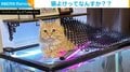 「猫よけってなんすか??」“ドヤ顔”で猫よけマットをのせる猫に「うまくガードしている」「猫寄せですね」と話題