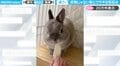 「これじゃない!」うさぎに好物のりんごではなく梨をあげたときの“拒否反応”が 「ずっと見ちゃう」「いや〜ってしてもかわいい」と反響