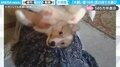 犬飼い歴16年の“匠の技”!ツボを適格に捉えたナデ回しで、子犬が大喜びする様子に「プロフェッショナルすぎる…」「嬉しさが限界突破してる!」と反響