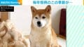 牧場だっけ？ 柴犬の換毛期で出た“大量の抜け毛”に「羊さんもびっくり」「なにか作れそう」と驚きの声