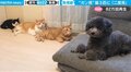 「えっ、ワタシ！？」３匹の猫に睨まれた犬が思わず二度見…猫たちの見事な隊列も話題