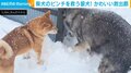 雪の中の救出劇!柴犬のピンチを救う狼犬の“クール”な姿が話題