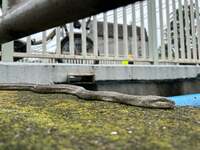 佐藤友美『なんだか（笑）』