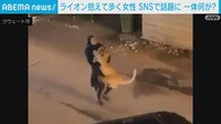 【映像】暴れるライオンを抱きかかえる女性