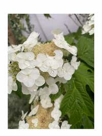 安めぐみ『おはようございます☺︎』