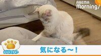 【映像】顔からクッションに飛び込む猫