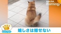 大好物のおやつを前にグルングルン！ 柴犬のしっぽが「プロペラ」「すごい回ってる」
