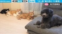 「えっ、ワタシ！？」３匹の猫に睨まれた犬が思わず二度見…猫たちの見事な隊列も話題 【ABEMA TIMES】