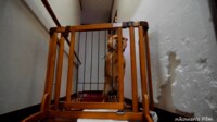 【映像】素早いパンチでフェンスを押す柴犬