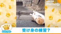 【映像】お散歩中に鍛錬を積むネコ