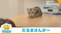 猫が「だるまさんが転んだ」でタッチ失敗 “あたふた”する姿に悶絶の声