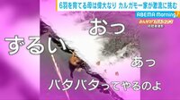 母は偉大なり カルガモ一家が激流に挑む