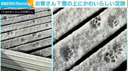雪に残った小さな足跡 夜中の訪問者に「可愛い肉球」「漫画みたいにきれいな足跡」と反響