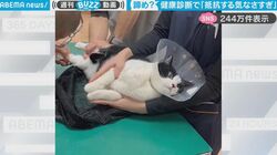 健康診断で“なされるがまま”になってしまった猫、一切の抵抗をやめた姿がかわいすぎて獣医たちも思わずクスクス