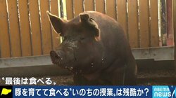 「30年が経つが、あの時の結論には今でも揺れている」豚の飼育を通じて命の尊さを学ぶ授業、教師の苦悩とは