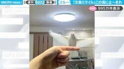 「この指止〜まれ」“華麗にスルー”する文鳥の姿が、SNSで話題！「こんなん笑うって」「最後ふーん！って顔して飛んでくとこ何度みてもダメw」