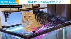 「猫よけってなんすか??」“ドヤ顔”で猫よけマットをのせる猫に「うまくガードしている」「猫寄せですね」と話題