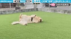 無邪気にはしゃぐ犬 “数分後の表情”が「お手本のようなビフォーアフター」と300万回再生
