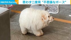 愛犬が“短くて四角イーヌ”に、一瞬を捉えた1枚が話題 「謎の生物感…」