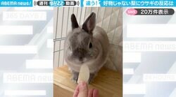 「これじゃない！」うさぎに好物のりんごではなく梨をあげたときの“拒否反応”が 「ずっと見ちゃう」「いや〜ってしてもかわいい」と反響