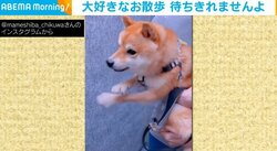 「はやくお散歩行きたいワン！」エレベーターの扉を開けようとする豆柴に反響