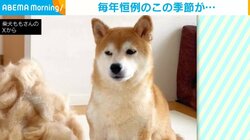 牧場だっけ？ 柴犬の換毛期で出た“大量の抜け毛”に「羊さんもびっくり」「なにか作れそう」と驚きの声