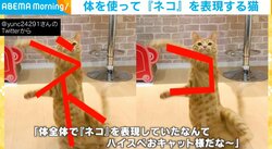 「ハイスペおキャット様だなぁ」自分の体で「ネ」と「コ」を表現するネコに反響