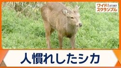 奈良公園からシカ越境か　東大阪市で目撃情報が相次ぐ　山を越え25km離れた場所へ？