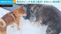 雪の中の救出劇！柴犬のピンチを救う狼犬の“クール”な姿が話題