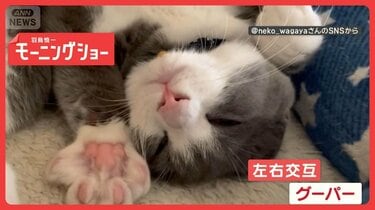 とてもキュート！前脚グーパーするネコちゃん 夢の中でもしちゃう