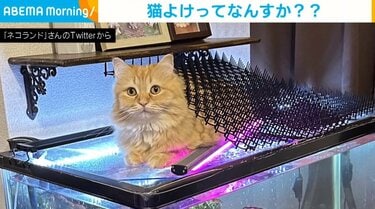 猫よけってなんすか??」“ドヤ顔”で猫よけマットをのせる猫に「うまく