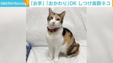 猫 安い 首輪をつけて散歩