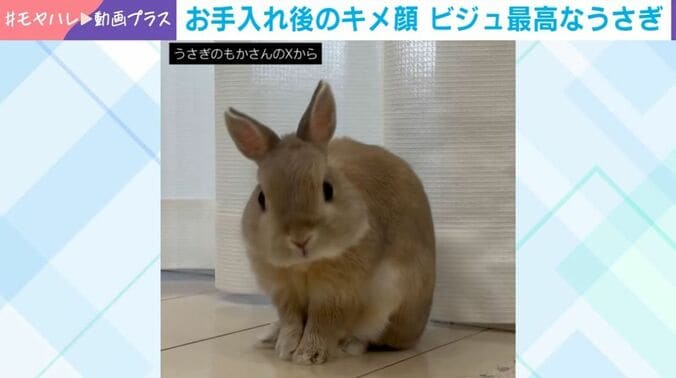 ウサギのもかくん