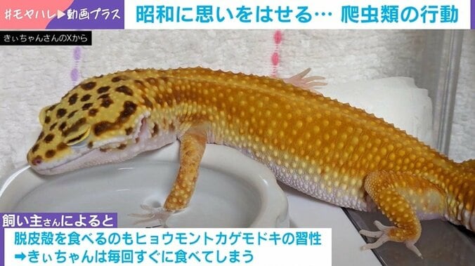 ヒョウモントカゲモドキの普段の様子