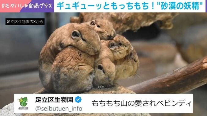 グンディ