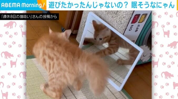 鏡の中の自分に威嚇する子猫 でんぐり返し→猫パンチも… まさかのアクシデントで退散 1枚目