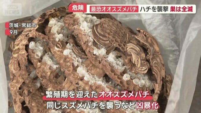 同じスズメバチを襲うなど凶暴化