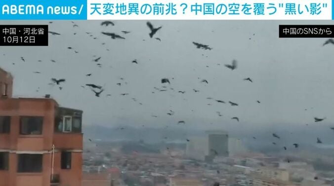 カラスの大群