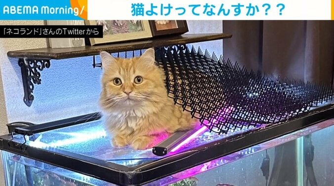 「猫よけってなんすか??」“ドヤ顔”で猫よけマットをのせる猫に「うまくガードしている」「猫寄せですね」と話題 1枚目