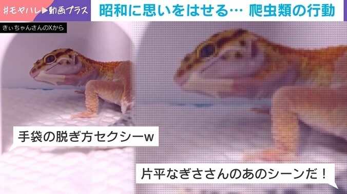 ヒョウモントカゲモドキの脱皮姿